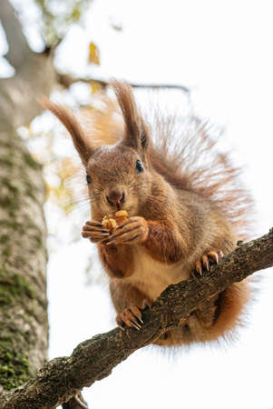 Red squirrel or Sciurus vulgaris eats walnut on tree branch close-up. Portrait of funny cute rodent eating and looking at camera, selective focus, bottom view.の写真素材