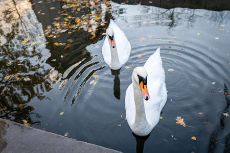 Couple of white swans on the lake. Two beautiful mute swans or Cygnus olor swim in pond together. Close-up, selective focus. Yellow autumn leaves in the water.の写真素材