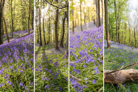 Photo collage of Bluebells or Hyacinthoides non-scripta in Graig Fawr Woods near Margam Country Park, Port Talbot, South Wales, United Kingdom.の写真素材