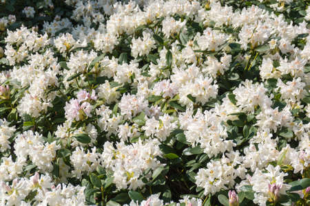 Rhododendron flower White Cunningham big beautiful blooming bush, floral backgroundの写真素材
