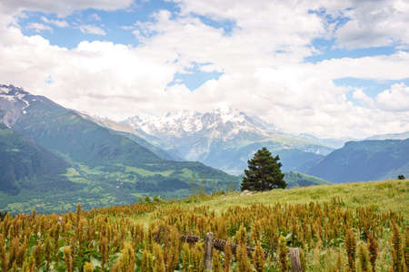 Svaneti, Georgia landscape on Summer day. Caucasus mountain range view with a single tree near Mestiaの写真素材