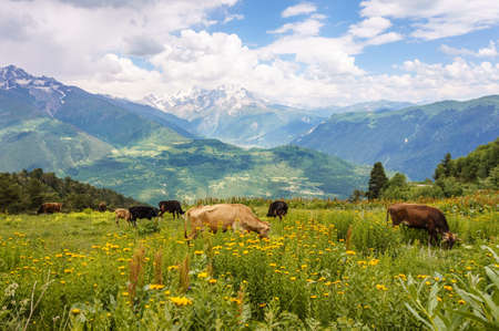 Svaneti, Georgia landscape near Mestia on a Summer day. Cows in a meadow with Caucasus mountain...