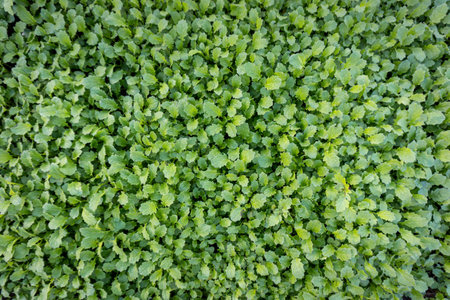 White Mustard or Sinapis alba green manure plants, weed suppressant growing in the garden top view.の写真素材