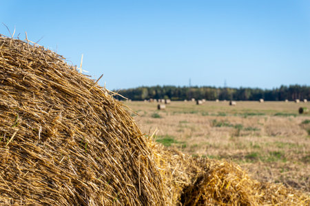 Stack Of Hay with wheat fieldの写真素材