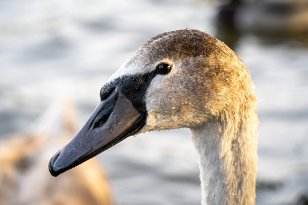 Young swan portraitの写真素材