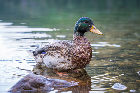 Molting Mallard duckの写真素材