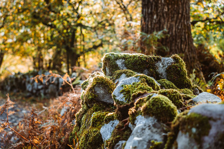 Mossy stones in Autumn forestの写真素材