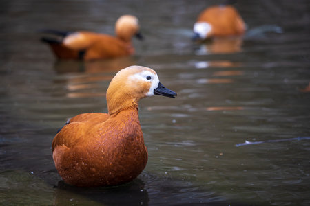 Ruddy Shelduck in a pondの写真素材