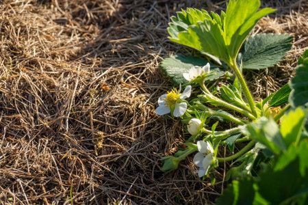 Strawberry Plant with flowers in straw mulch
