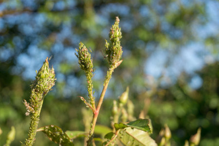 Many Green Rose Aphid Macrosiphum rosae, Aphididae on a young stalk and rosebuds. Common Insect Pests of Roses.の写真素材