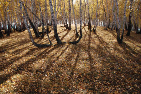 birches in  the autumn wood
