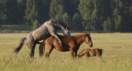 Horses in the meadowの写真素材