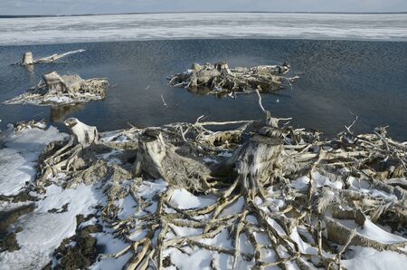 Withered trees on the shore of a winter lake.の写真素材