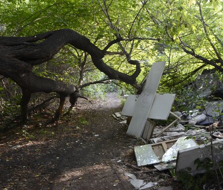 Old abandoned forest area.