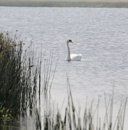 A lone swan floats on a lake in the Urals, Russia.の写真素材