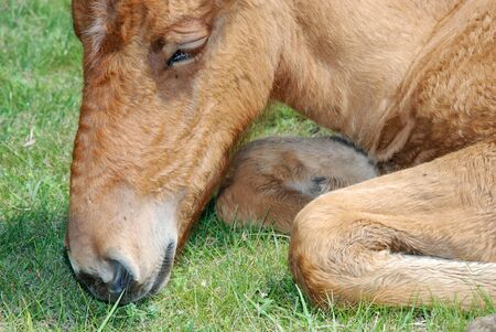 A foal grazing with his mother on the lake.の写真素材