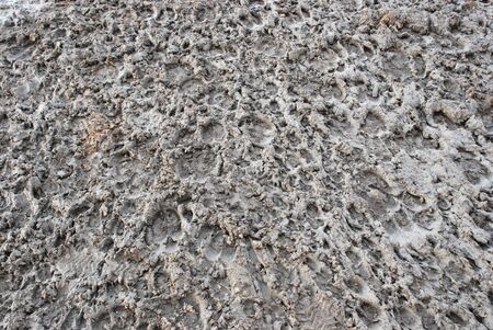 Tracks of sheep and goats in the mud near the lake.