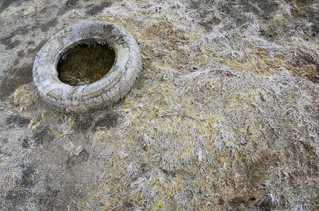 Old car tire on the grass.の写真素材