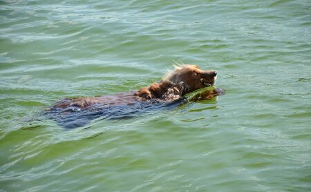 A swimming dog with a stick in his teeth.の写真素材