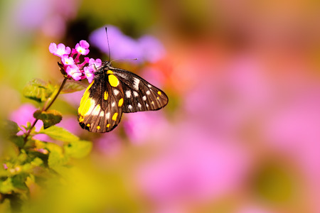 Butterfly resting on a pink Lantana flower under warm sunlight in the garden.の写真素材