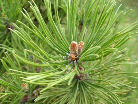 Pine     の写真素材