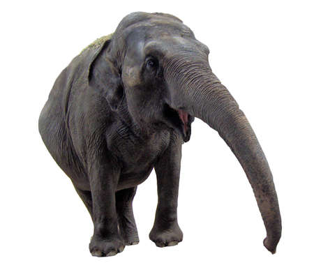 Elephantの写真素材