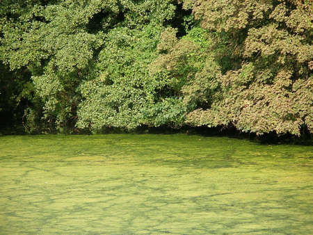 Swamp   の写真素材