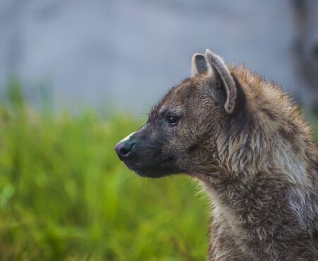 portrait of spotted hyena in Bukit Gambang Safari, Malaysiaの写真素材