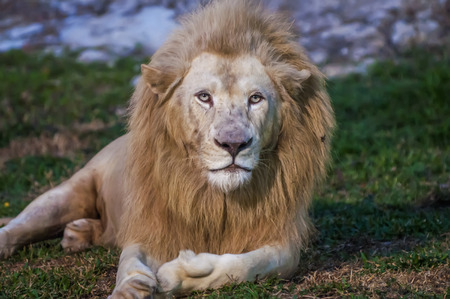 Big Albino Lion front look close up Lying on Grassの写真素材