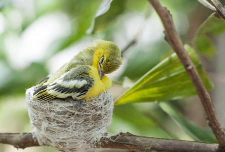 Common Iora ( Aegithina tiphia) little birds cleaning wings in nature.の写真素材