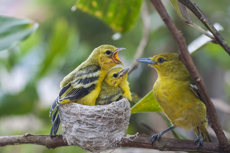 Close up parent feed up the baby bird. Common Iora - Aegithina tiphiaの写真素材