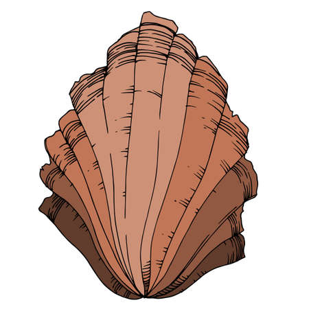 Vector Summer beach seashell tropical elements. Black and white engraved ink art. Isolated shells...