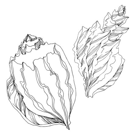 Vector Summer beach seashell tropical elements. Black and white engraved ink art. Isolated shell illustration element on white background.のイラスト素材