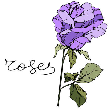 vector rose floral botanical flowerのイラスト素材