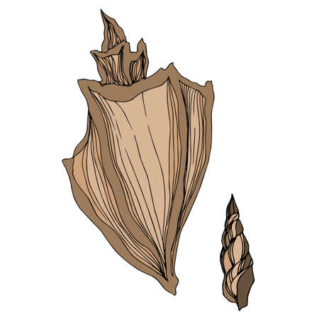 Vector Summer beach seashell tropical elements. Brown beige engraved ink art. Isolated shell illustration element.のイラスト素材