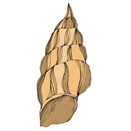 Vector Summer beach seashell tropical elements. Brown beige engraved ink art. Isolated shell illustration element on white background.のイラスト素材
