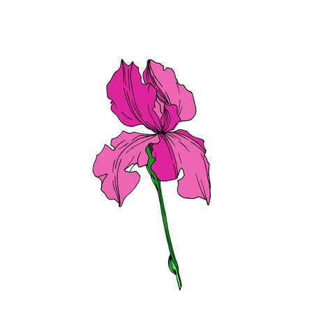 Vector Iris floral botanical flowers. Wild spring leaf wildflower isolated. Black and white engraved ink art. Isolated irises illustration element on white background.のイラスト素材