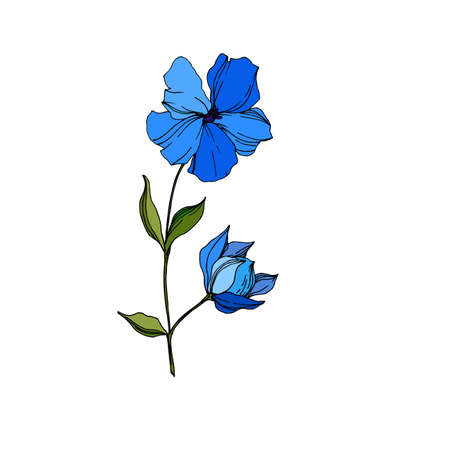 Vector Flax floral botanical flowers. Blue and green engraved ink art. Isolated flax illustration element.のイラスト素材