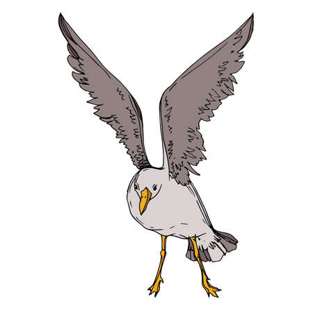 Vector Sky bird seagull in a wildlife. Black and white engraved ink art. Isolated seagull illustration element.のイラスト素材