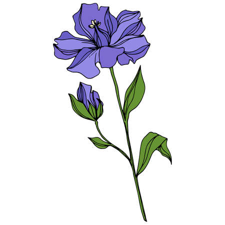 Vector Flax floral botanical flowers. Black and white engraved ink art. Isolated flax illustration element.のイラスト素材