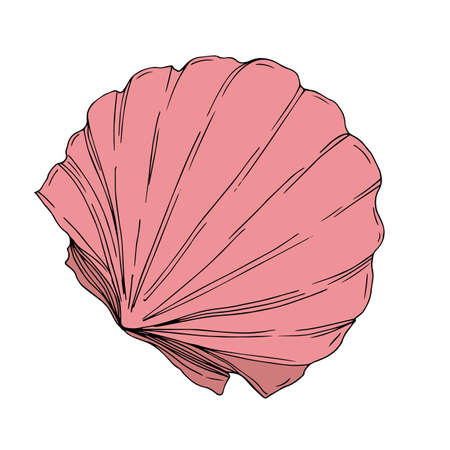 Vector Summer beach seashell tropical elements. Engraved ink art. Isolated shells illustration element.のイラスト素材