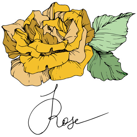 Vector Yellow rose flower. Green leaf. Isolated rose illustration element. Black and white engraved ink art.のイラスト素材