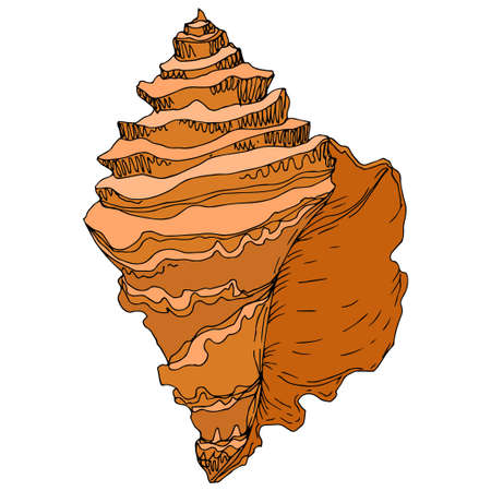 summer beach seashell tropical elementsのイラスト素材