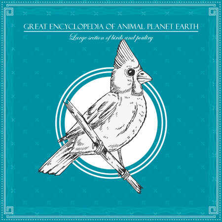 bird illustration great encyclopedy birdsのイラスト素材