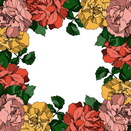 Vector Roses floral botanical flowers. Black and white engraved ink art. Frame border ornament square.のイラスト素材