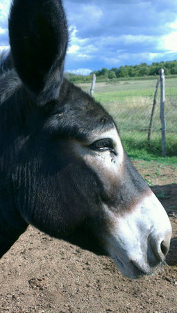 Donkeyの素材