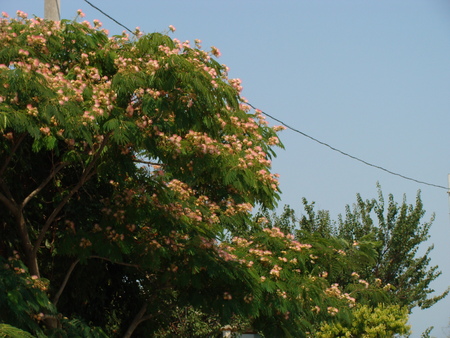 a wonderfully smelling Japanese acacia in the village of Chernomorskoye, Crimea peninsulaの写真素材