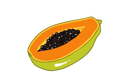 Fresh papaya. Cartoon vector icon isolated on white background.のイラスト素材