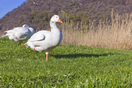 white gooseの写真素材