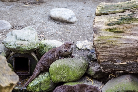 Otterの写真素材